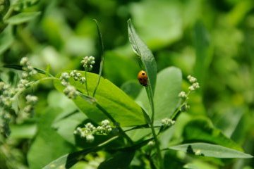 Farmers Already Sow More Than 12m Ha With Spring Crops Across Ukraine