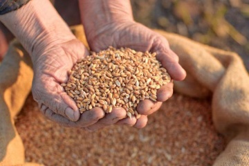 Ukraine Already Exports 46 7m Tonnes Of Grain Leguminous Crops
