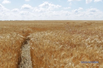 Cultivated Farmland Area In Sumy Region Shrinks By 4 Since War Start