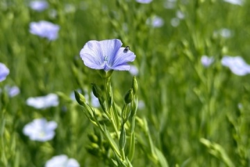 Mykolaiv Farmers Export 70 Of Niche Crops Produced By Them