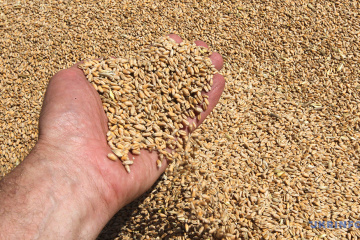 Damaged Elevator And Spoiled Grain Russians Strike Food Enterprise In Zlatopol